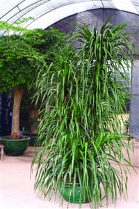 重慶雙溪生態(tài)公園